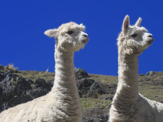 two alpacas.