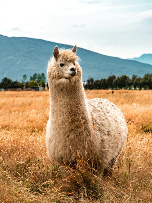 alpaca in a field.