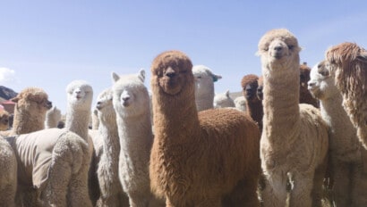 alpacas.