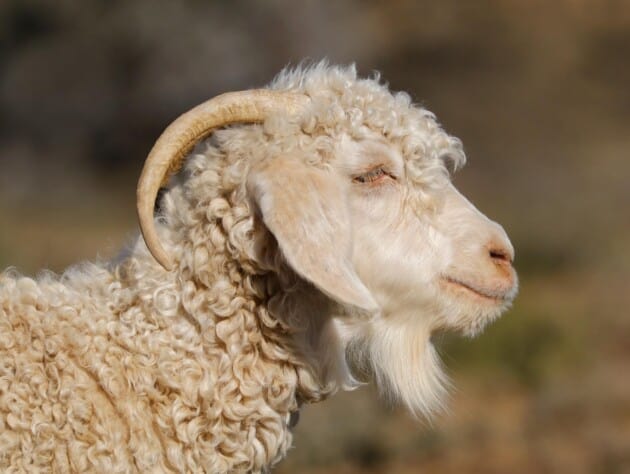 Angora goat.