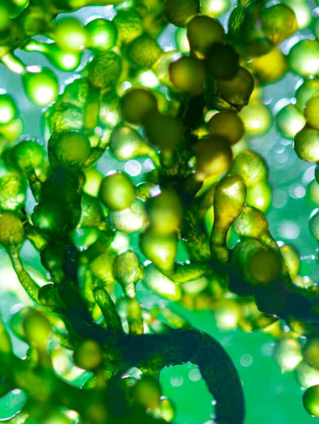 A close up view of a green plant.