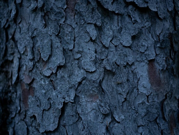 blue tree bark.