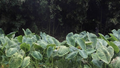 leaves in forest.