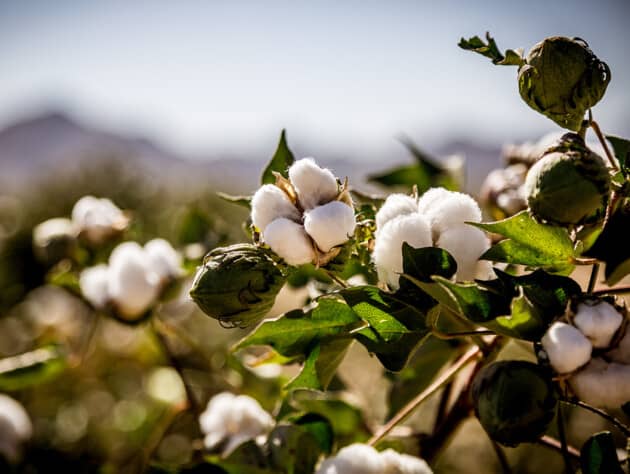 Cotton plants.