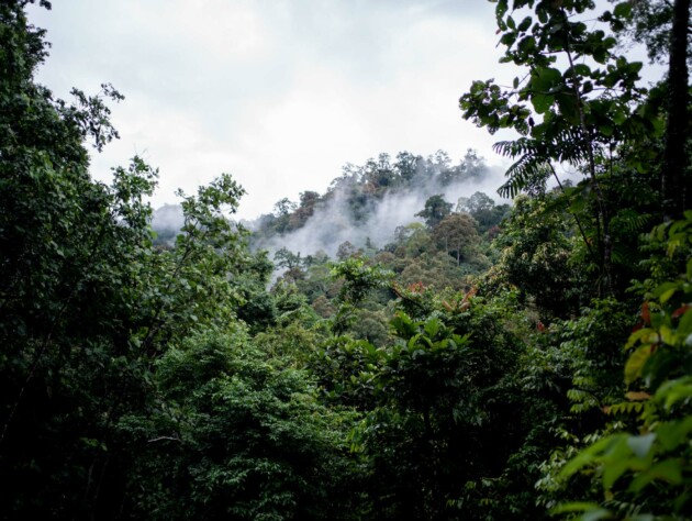 forest with steam rising in the distance.