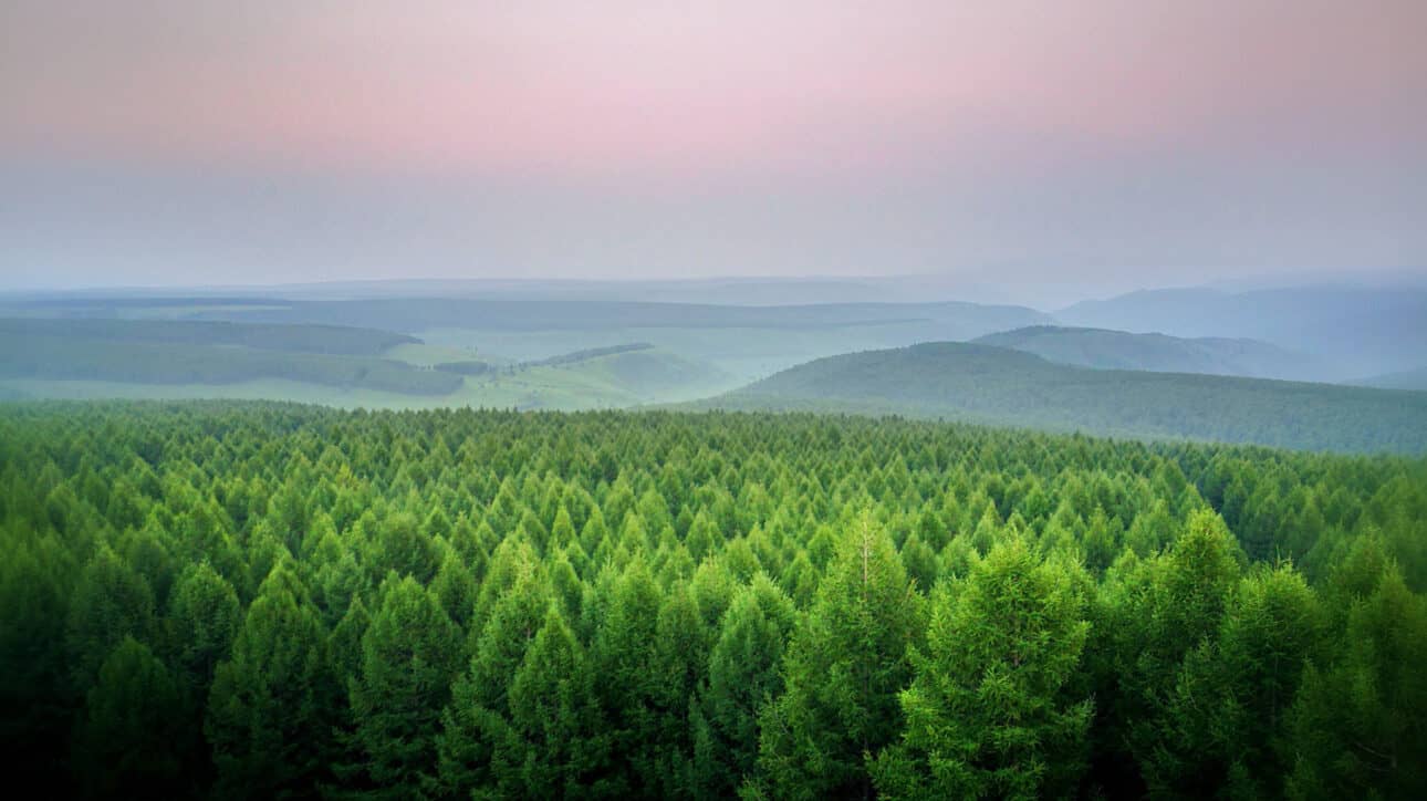 forest under a pink sky.