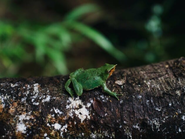 Frog on a log.