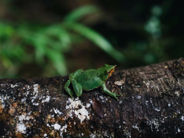 frog on a log.