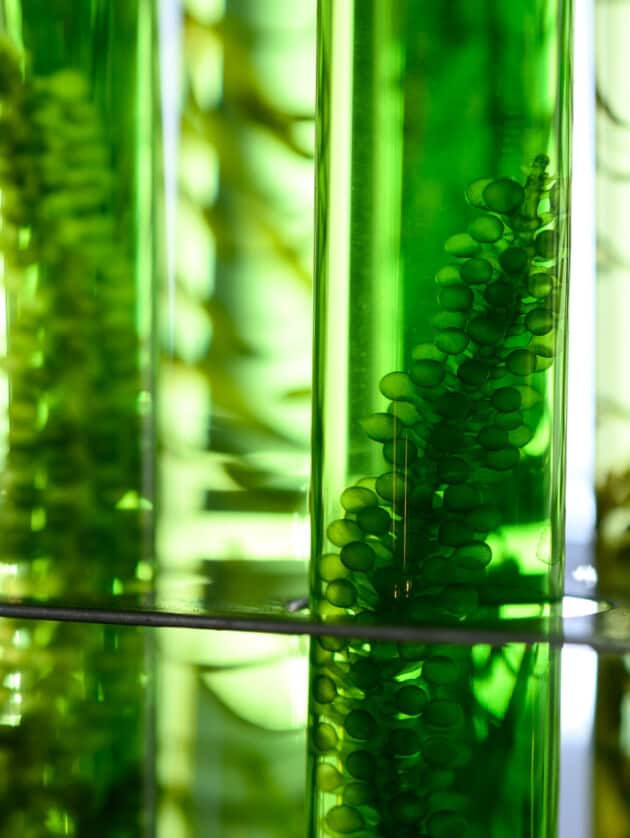 green test tubes.