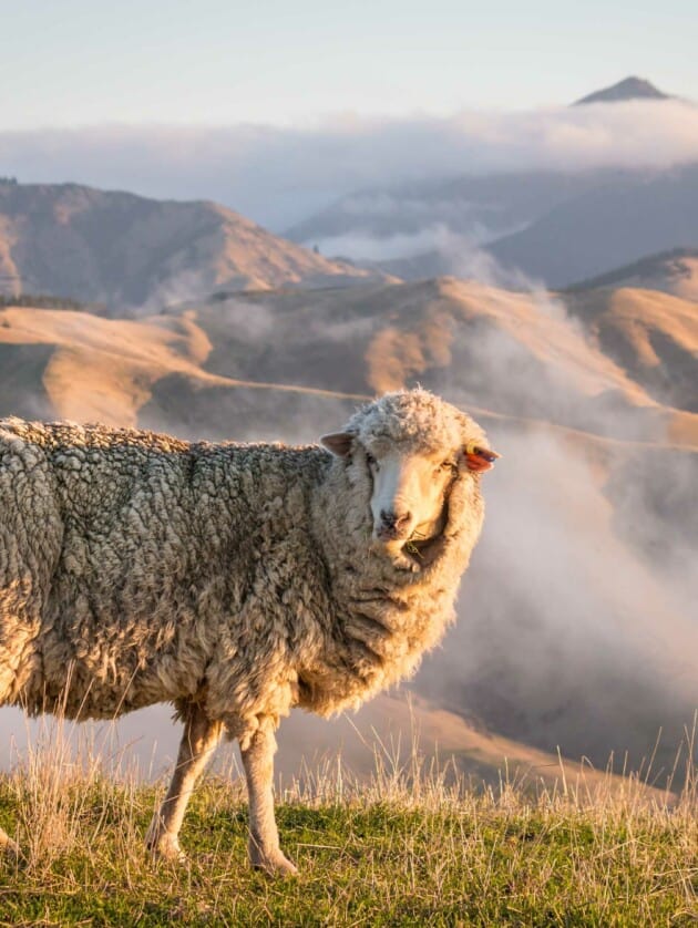 Merino sheep grazing.