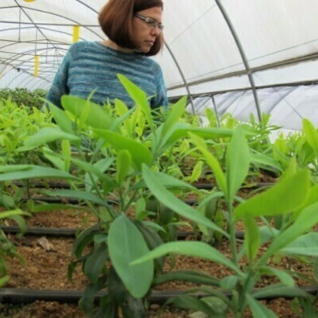 plants in a greenhouse.