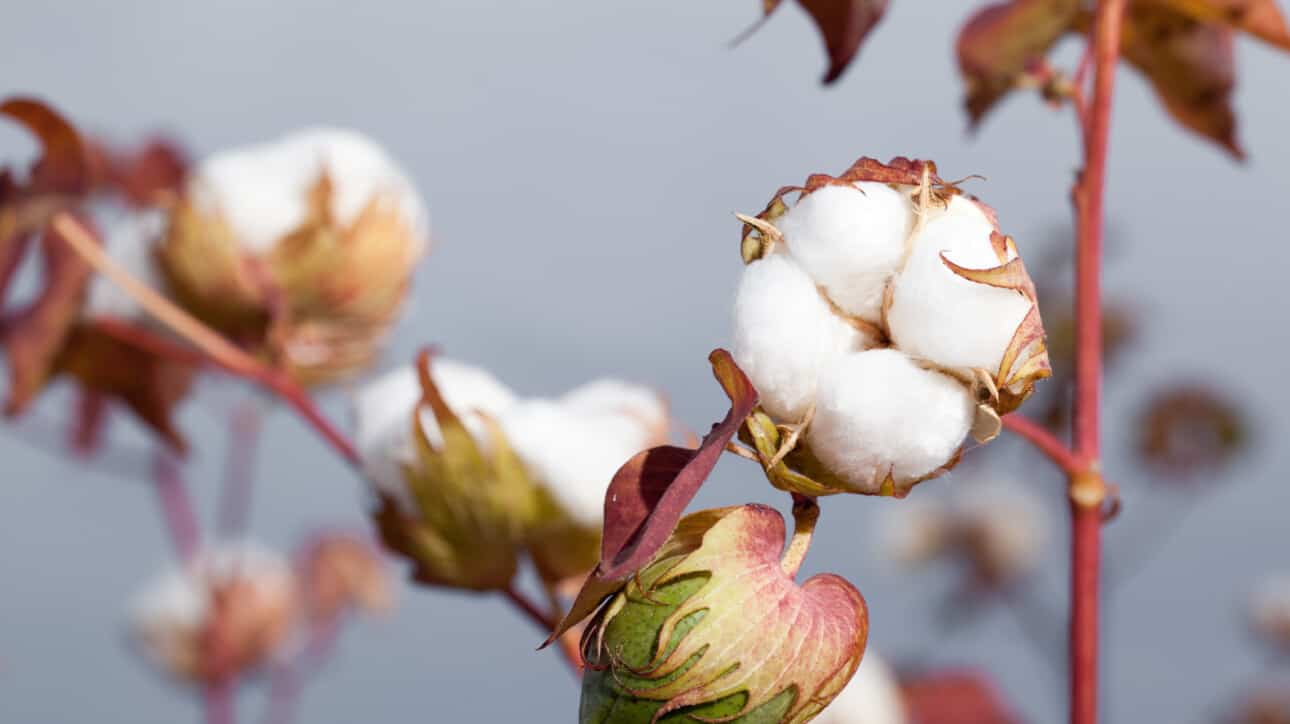 cotton plant.