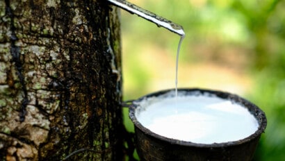 Close up of fresh Latex dripping from a para rubber tree into a plastic bowl.