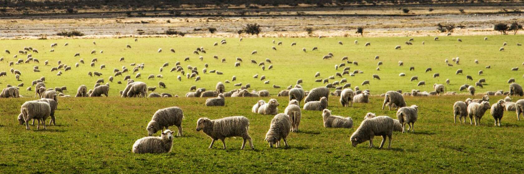 Sheep grazing.