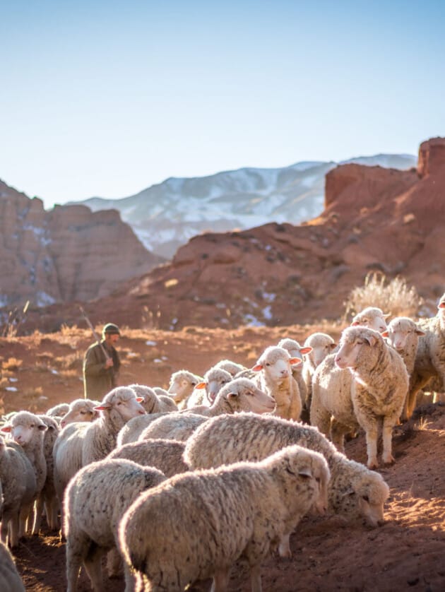 sheep on a hill.