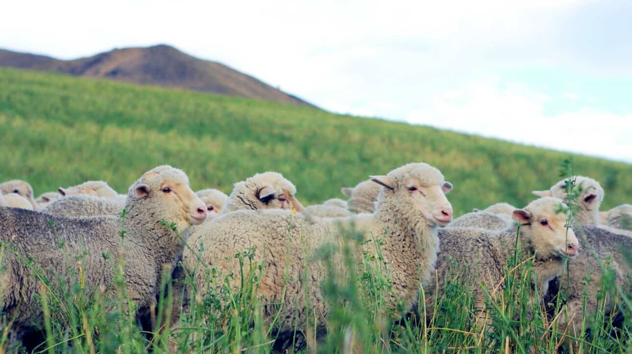 Sheep in a field.