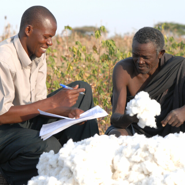 men sorting cotton outside.